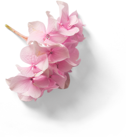 Plante 2 pour illustrer le site