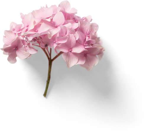 Plante pour illustrer le site