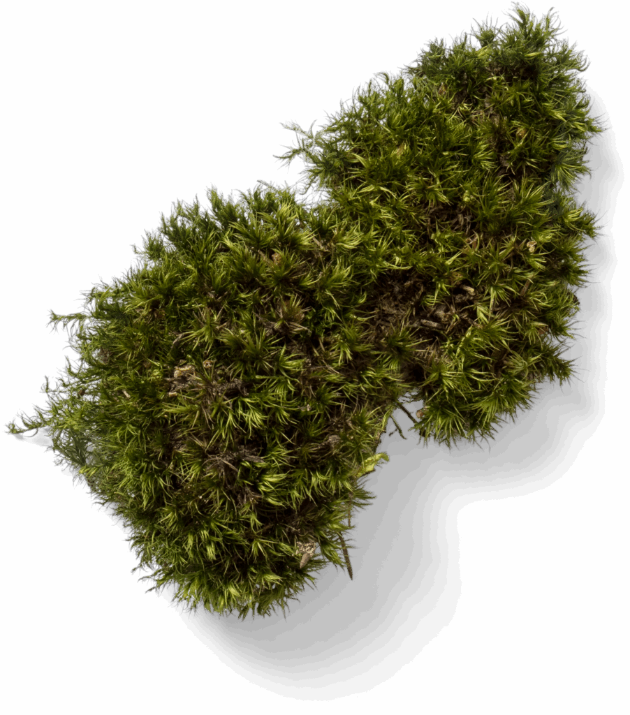 illustration mousse d'herbe