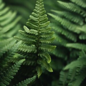 référencement naturel – conseil en seo pour wordpress