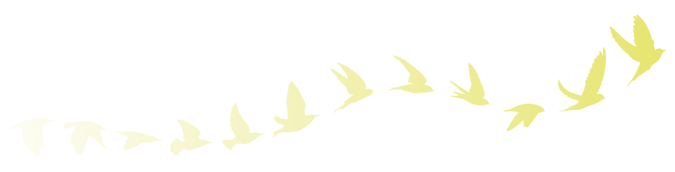 oiseaux degrader